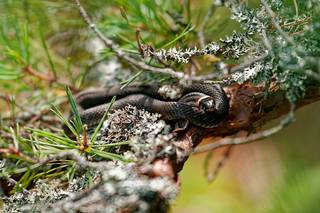 Meriharjun Photoshoot 2025 - 250826073721.jpg